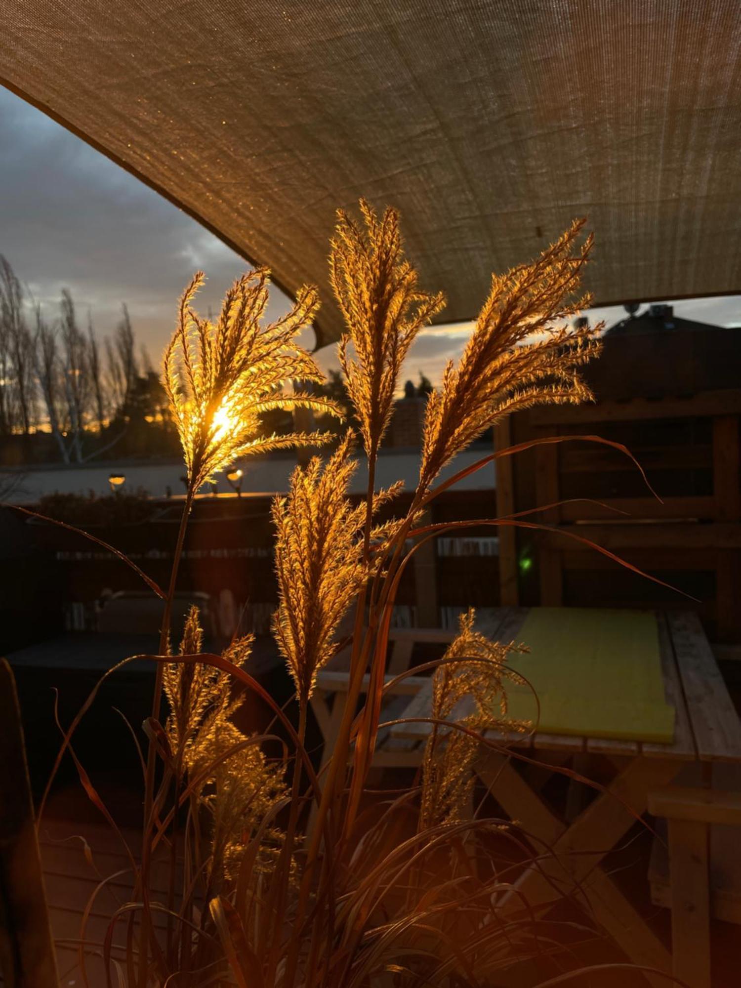 Bambus, Jungle, Dachterrasse & Bequem Bis Zentrum Radebeul Exteriör bild